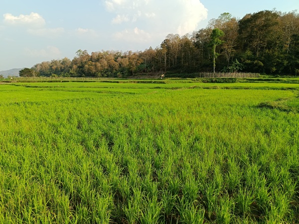 Zoomer sur l'image : Ban Don Kaeo