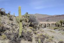La vallée aux cactus