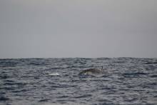 Baleine à bosse