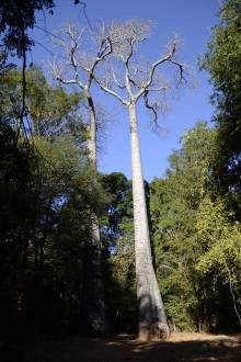 Baobab Parc Ankarafantsika