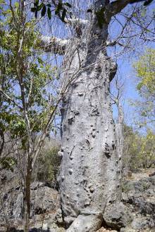 Baobab La montagne des Français