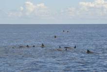 Centaine de dauphins