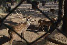 Zoo de Sarnath