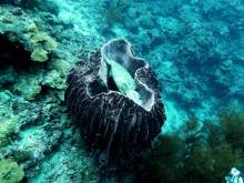 Tortue de mer
