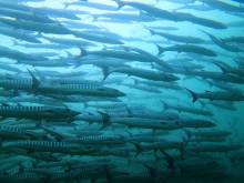 Barracuda
