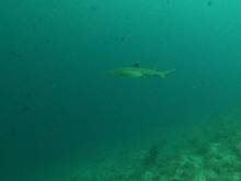 Requin de récif