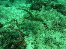 Tortue de mer