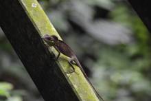 Parc National Niah : Lézard