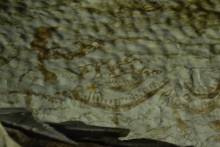 Painting Cave Niah