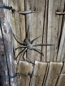 IMG_2974_original