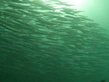 Barracuda
