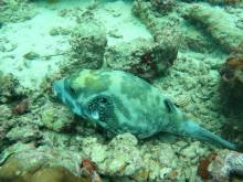 Poisson