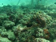 Poissons pierres
