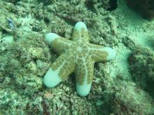 Etoile de mer