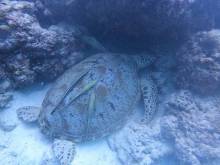 Tortue et rémoras
