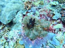 Poisson clown