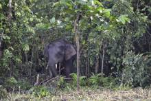 Eléphants pygmées de Bornéo