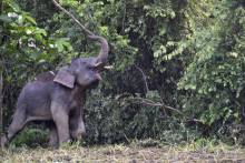 Eléphants pygmées de Bornéo