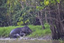 Eléphants pygmées de Bornéo