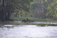 Eléphants pygmées de Bornéo