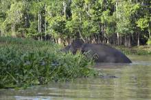 Eléphants pygmées de Bornéo