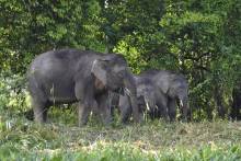 Eléphants pygmées de Bornéo