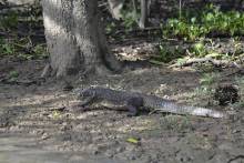 Varan