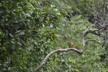 King Fisher