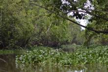 Affluant rivière Kinabatangan