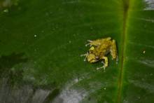 Petite grenouille à Mulu