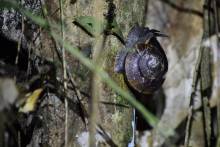 Gros escargot à Mulu