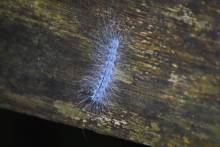 Chenille à Mulu