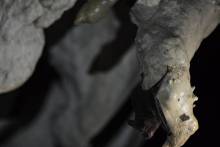 Lagang Cave Mulu