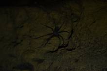 Araignée dans Lagang Cave Mulu