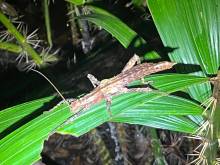 IMG-20250803-WA0006_original