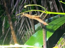 IMG-20250803-WA0009_original
