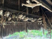 Les Mentawais : Animaux domestiques