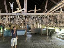 Les Mentawais : Animeaux sauvages